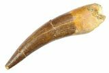 Fossil Plesiosaur (Zarafasaura) Tooth - Morocco #297867-1